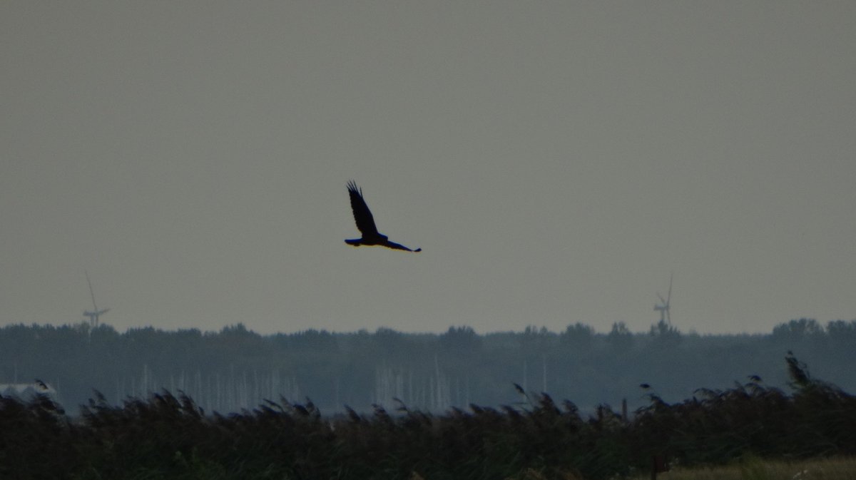 Soms vliegt er ineens een wolk vogels op op de Markerwadden. Dit is de dader. Een mooie bruine kiekendief. Rustig zwevend zoekt hij de maaltijd uit <a href="/OmroepFlevoland/">Omroep Flevoland</a> @Natuurmonument <a href="/marker_wadden/">Marker Wadden NPNieuwland</a> <a href="/Sovon/">Sovon Vogelonderzoek Nederland</a> <a href="/VroegeVogels/">Vroege Vogels</a> <a href="/FOGOL/">Debby Doodeman</a> <a href="/dutchbirding/">Dutch Birding</a> <a href="/vogelnieuws/">Vogelbescherming NL</a>