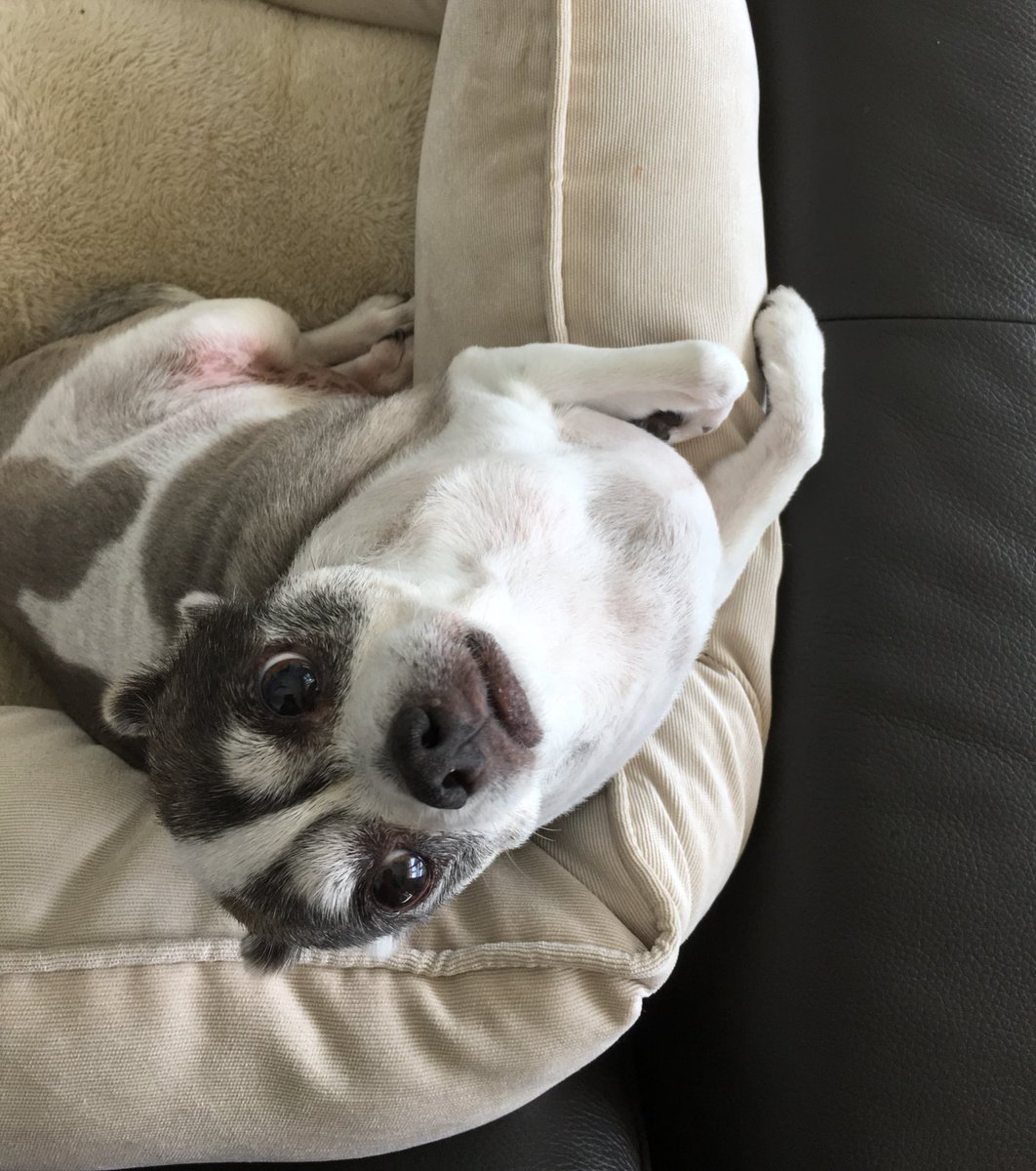 FlokiTheFizzgig's tweet photo. Day 1/7 photos of my life. 

The rules: No humans &amp; challenge new 🐶 or 🐱 or 🦜 or...for 7 days.
I was challenged by @Tale3Pups.
I challenge @BooBustie
*If you don’t want to participate that is okay.
* I added birds because I love them too.  #doglovers #doglife
#DogsofTwitter https://t.co/maKMUcprJU