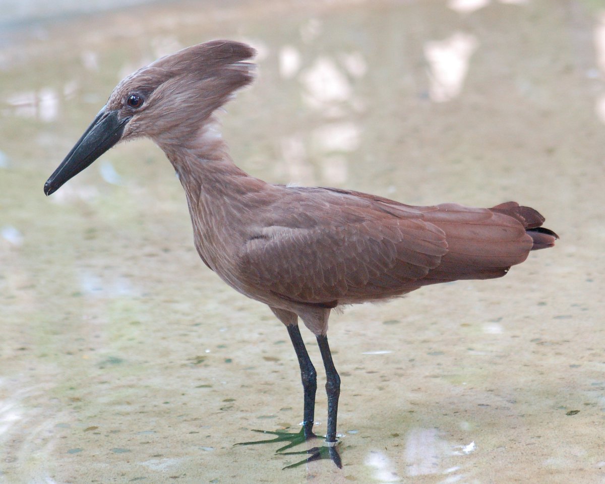 6) IMPUNDULU/LIGHTNING BIRDC'est un oiseau de foudre de la mythologie Xhosa en Afrique du Sud. Les gens qui disent avoir croisé un Impundulu l'apparentent tantôt à un hammerkop (ombrette africaine), tantôt à un coq ou à un oiseau de proie. (1)