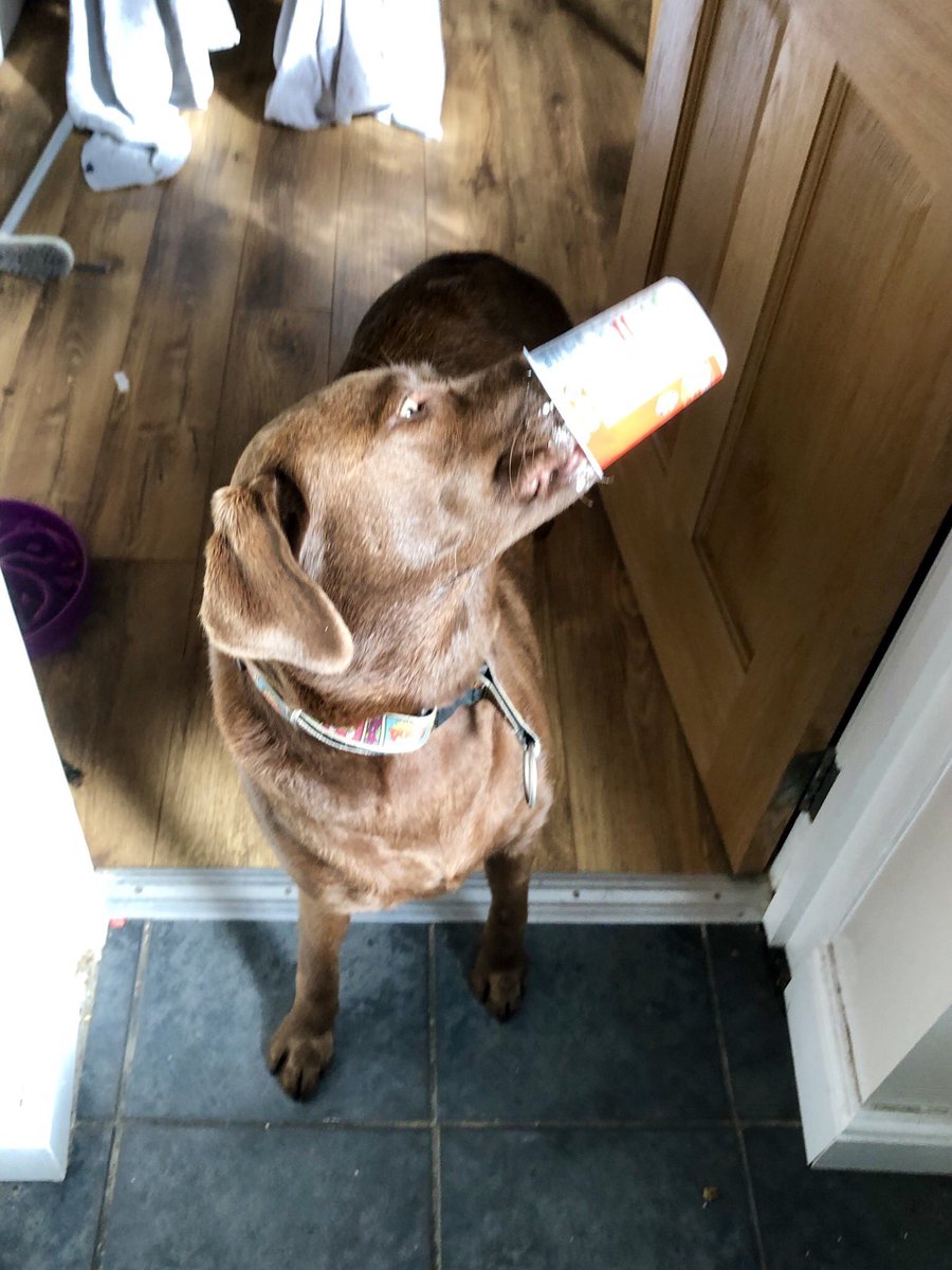 kwoade's tweet image. Combine open bin lid, cream, nearby Labrador. #predictableresults