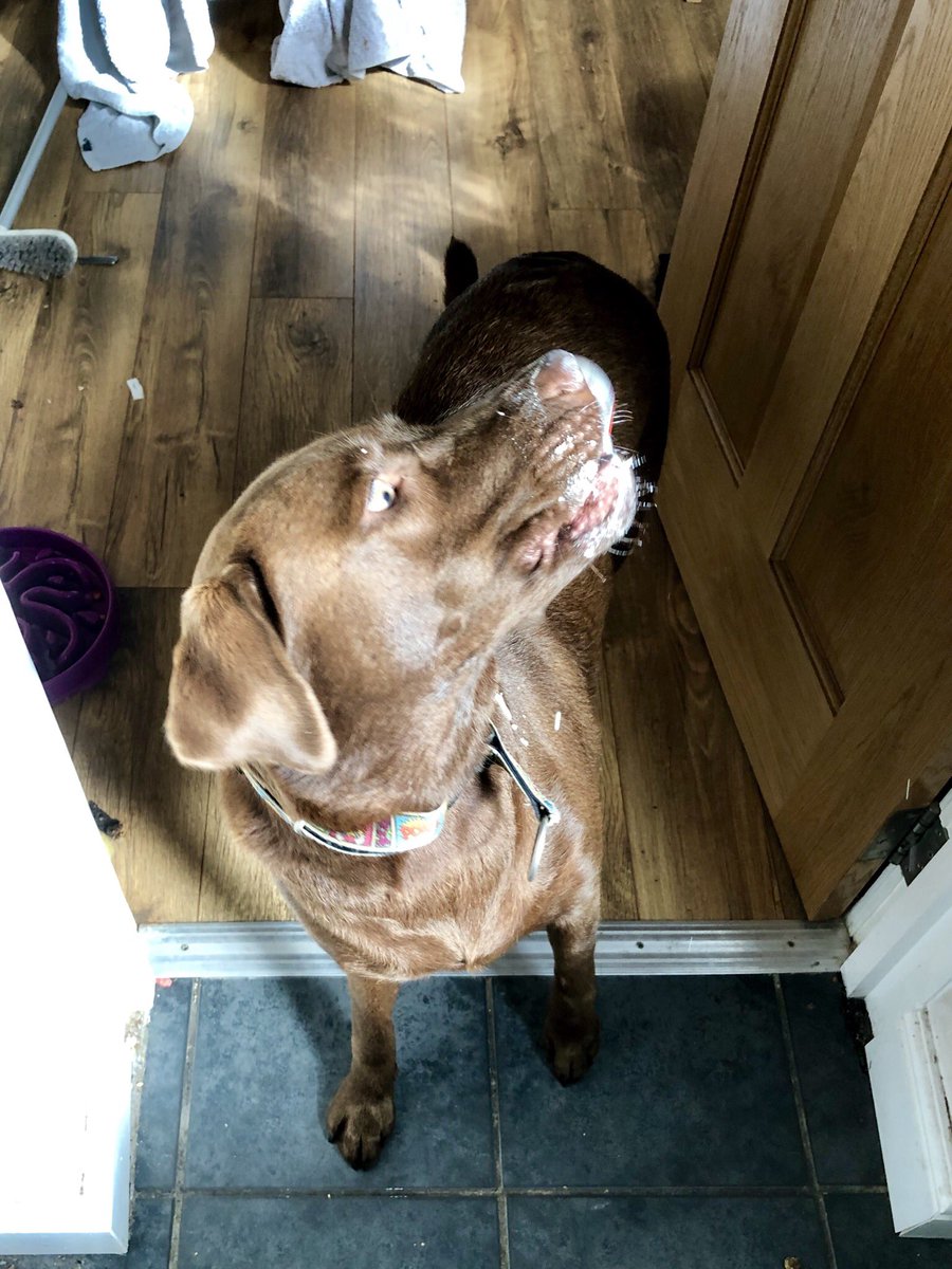 kwoade's tweet image. Combine open bin lid, cream, nearby Labrador. #predictableresults