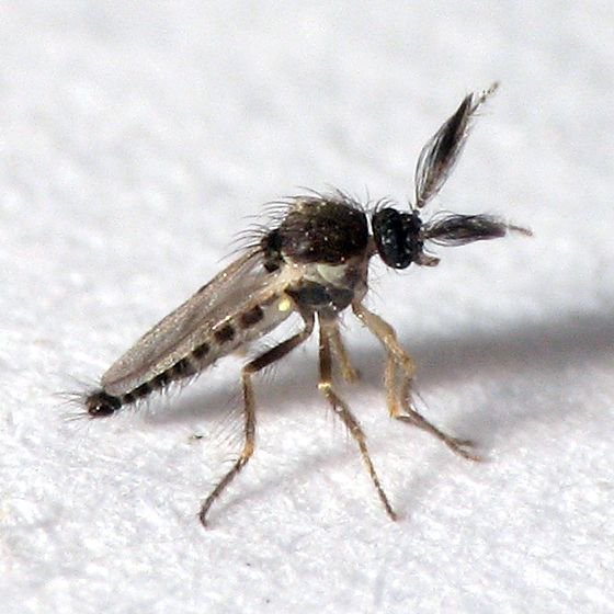 Rainmaker1973's tweet image. The chocolate midge – no bigger than the size of a pinhead – is the only creature that can pollinate cacao trees. Today, the production of chocolate is threatened by the collapse of the insect ecosystem ow.ly/AZZU30n5hnP