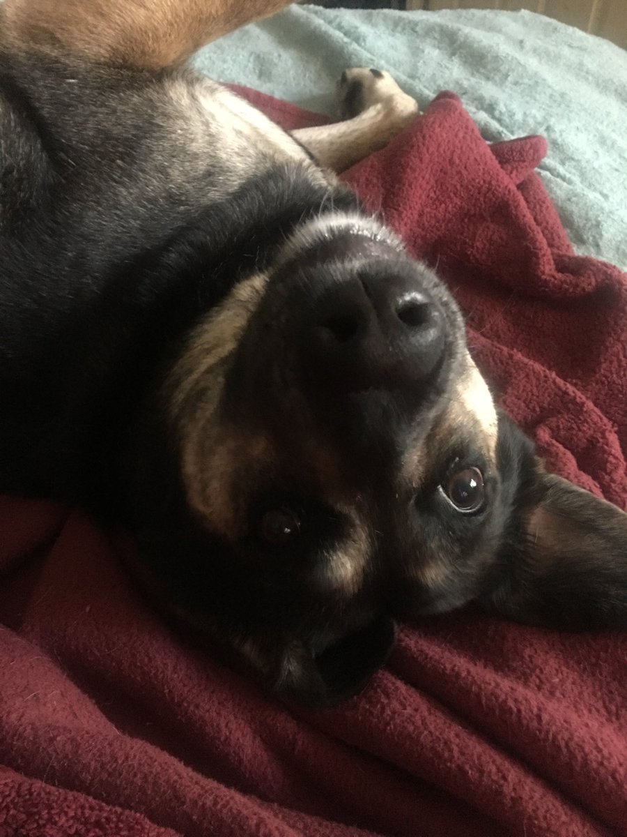 gypsyrosed1's tweet image. She loves me unconditionally and keeps me going!!  #dogstrong #cuddlebuddy  #mystrength