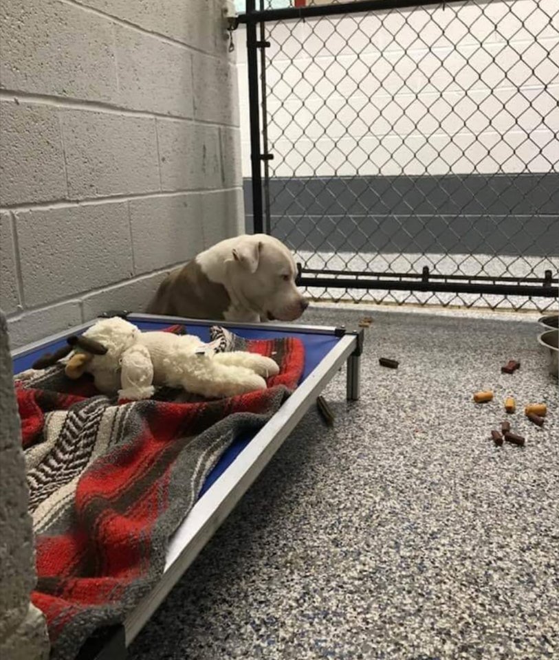 The_Animal_Team's tweet photo. When you surrender your dog, sometimes this is what they do. They sit there waiting for you to come back. They don't want toys, treats, food, they just want you. If you don't want to make a forever commitment to a dog, please don't get one. https://t.co/jlwEFWaaWP