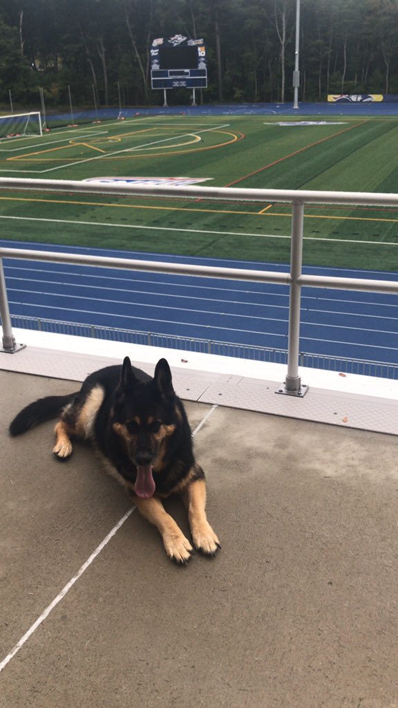 Morning office visit for Duke- he thinks he is a bird dog! #RollPenmen <a href="/DogsOfTurf/">Dogs Of Turf</a> <a href="/cefmafacilities/">CEFMA</a>