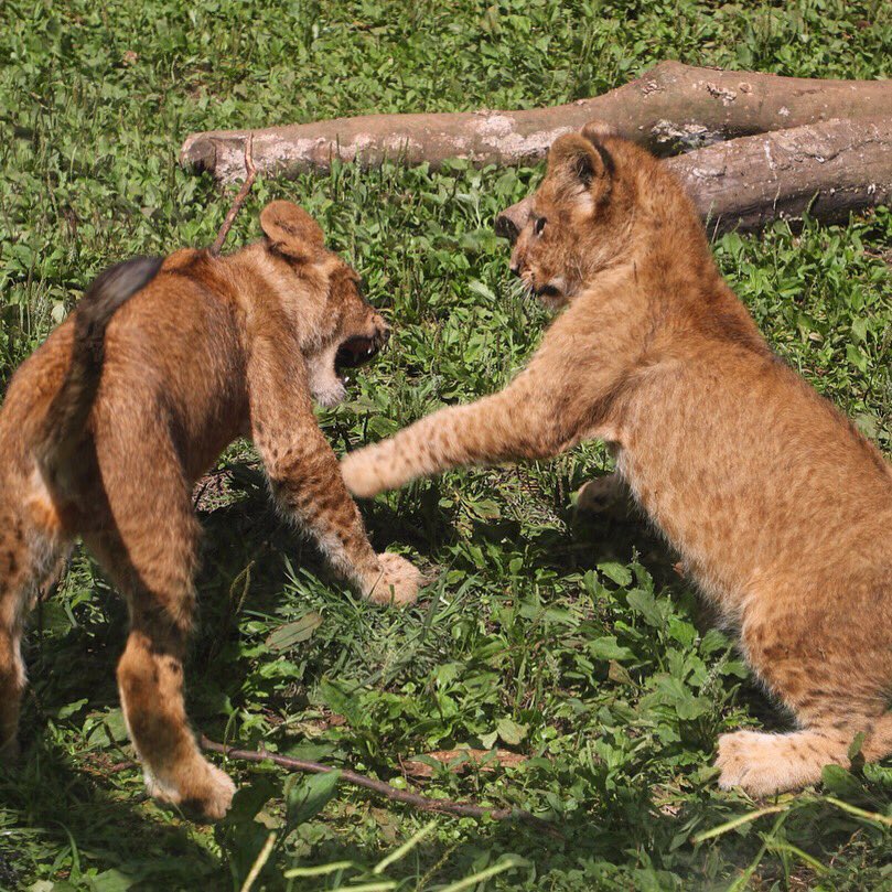 ライオンの赤ちゃん抱っこ