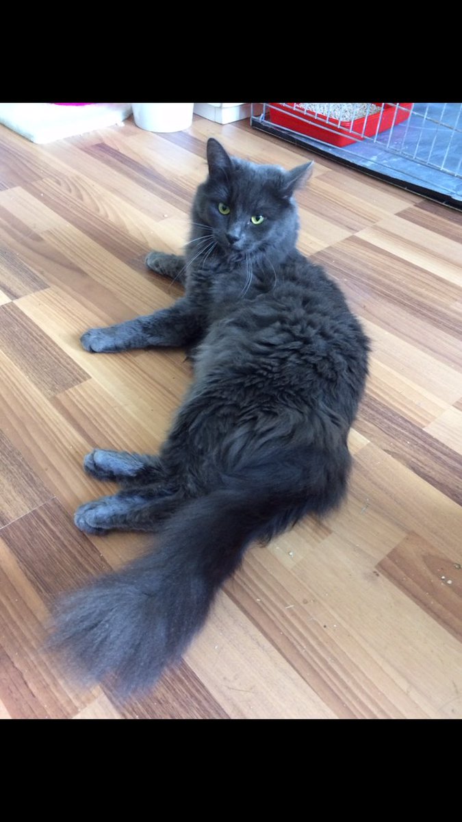 audpinkcat tweet picture
