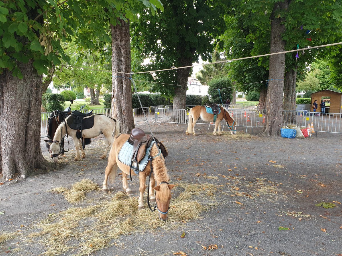 SET_fourmies's tweet photo. Les poneys de l’Escale sont présents à l’extérieur du salon pour une petite balade.
 
 #SETfourmies https://t.co/Z9gWCJ28KR https://t.co/NZKMvBifOi