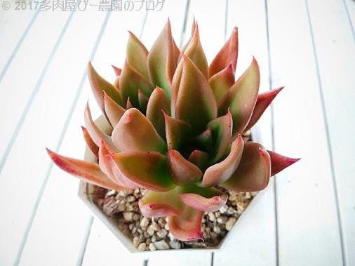 多肉植物ブログ Twitter Search Twitter