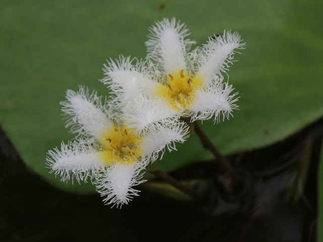 松江の花図鑑 松江の花図鑑 T Co 4bh9wt6cfv は松江市の野草や樹木の花を載せています 9月4日分をアップしました 今回は 大垣町 城山公園を歩いてみました オモダカ ヒメシロアサザ ガガブタ タカサゴユリ エンジュ イガガヤツリ 松江の花図鑑 松江の花図鑑 T Co 4bh9wt6cfv は松江市の野草や樹木の花を載せています 9月4日分をアップしました 今回は 大垣町 城山公園を歩いてみました オモダカ ヒメシロアサザ ガガブタ タカサゴユリ エンジュ イガガヤツリ