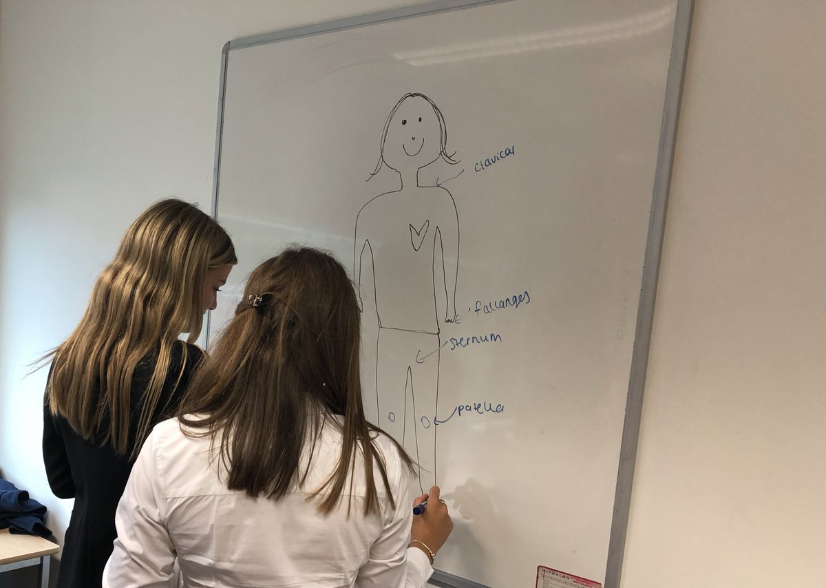 ReptonPE's tweet photo. L6 have made a strong start to their #ALevelPE course, recapping and building on their knowledge of the skeleton. Perhaps the drawing skills need a little bit of work though... #ReptonPE #ReptonLearning https://t.co/iUwfLhqRw7