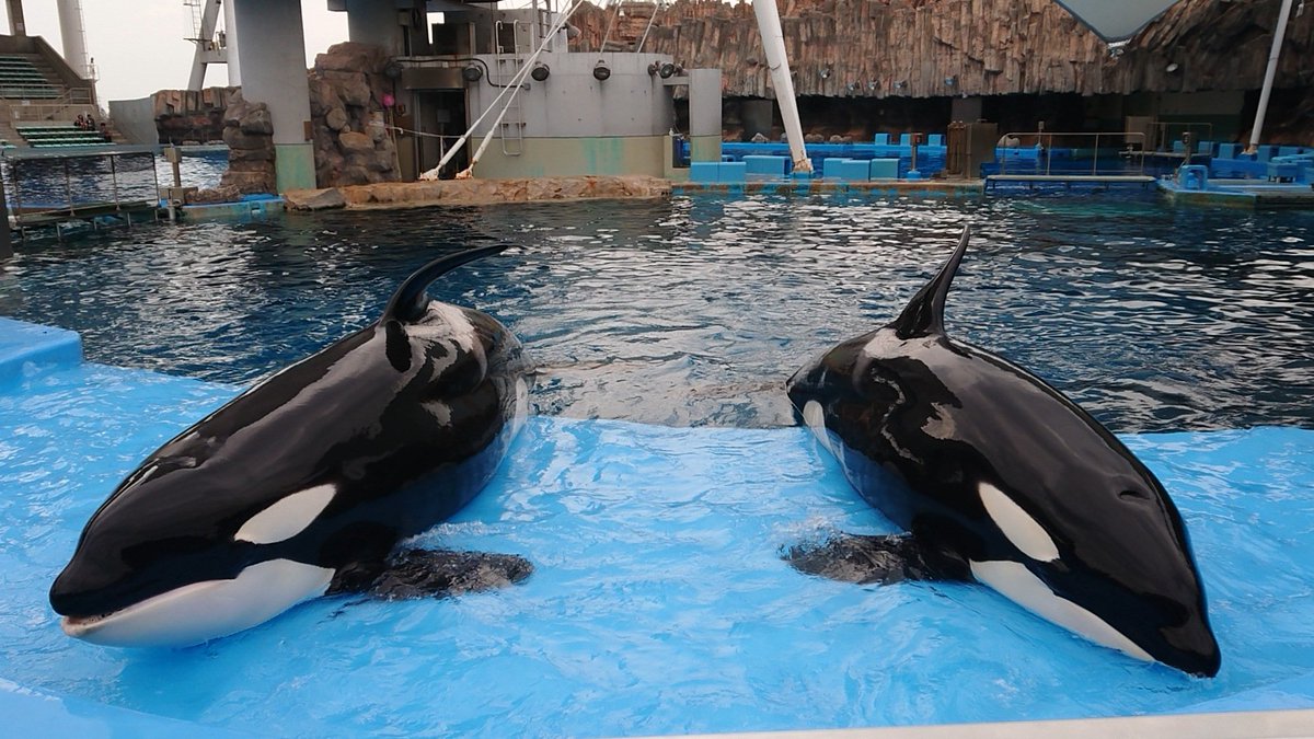 シャチのリン Twitter Search