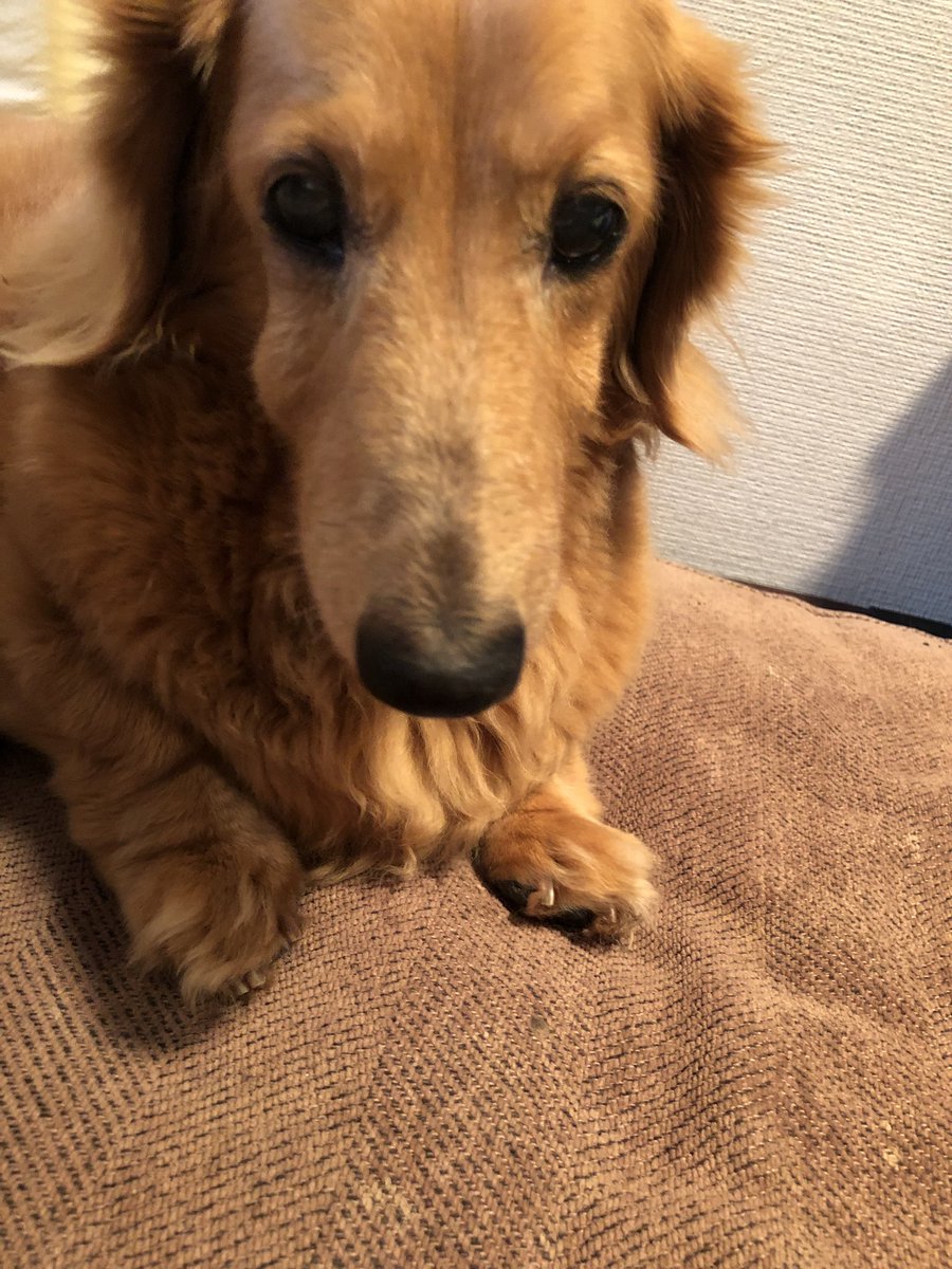 rainbow3695's tweet photo. 去年はあちこち病気で大変だった。今年は歯槽膿漏だけ辛いけど元気に猛暑もなんとか切り抜けて16歳7ヶ月🐶
食欲旺盛だよ❣️ https://t.co/OuI7QiNRIP