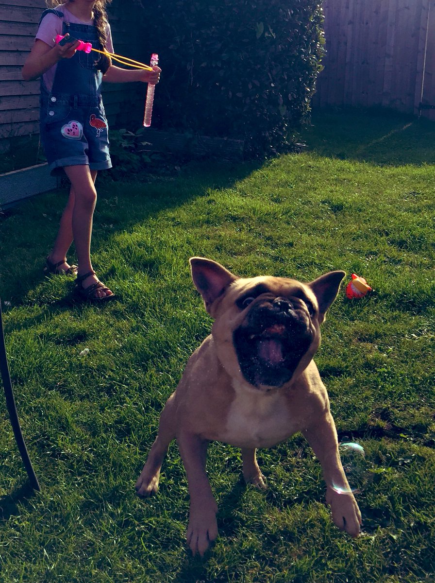 RandallFrenchie's tweet image. BUBBLES!!! #randallthefrenchie #dogs #bubbles #garden #funinthesun #besties