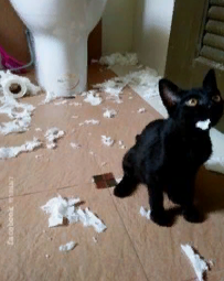 marillion13's tweet photo. My job hereΒ΄s done, what shall I do next hoomin??? π€£π€£π€£
#BlackMiniPanther #NoBadLuck
@PushkinPanther @AlfiePanfur @HomerBlindCat @ColeTheBlackCat @iammoshow @MorrisAnimal @catswithnohope
#HappyCaturday from Gizzy, Thori, now angel Sisi & momcat!!!
π½π½π½ππππΎπΎπΎ https://t.co/eT1cUVEI0u