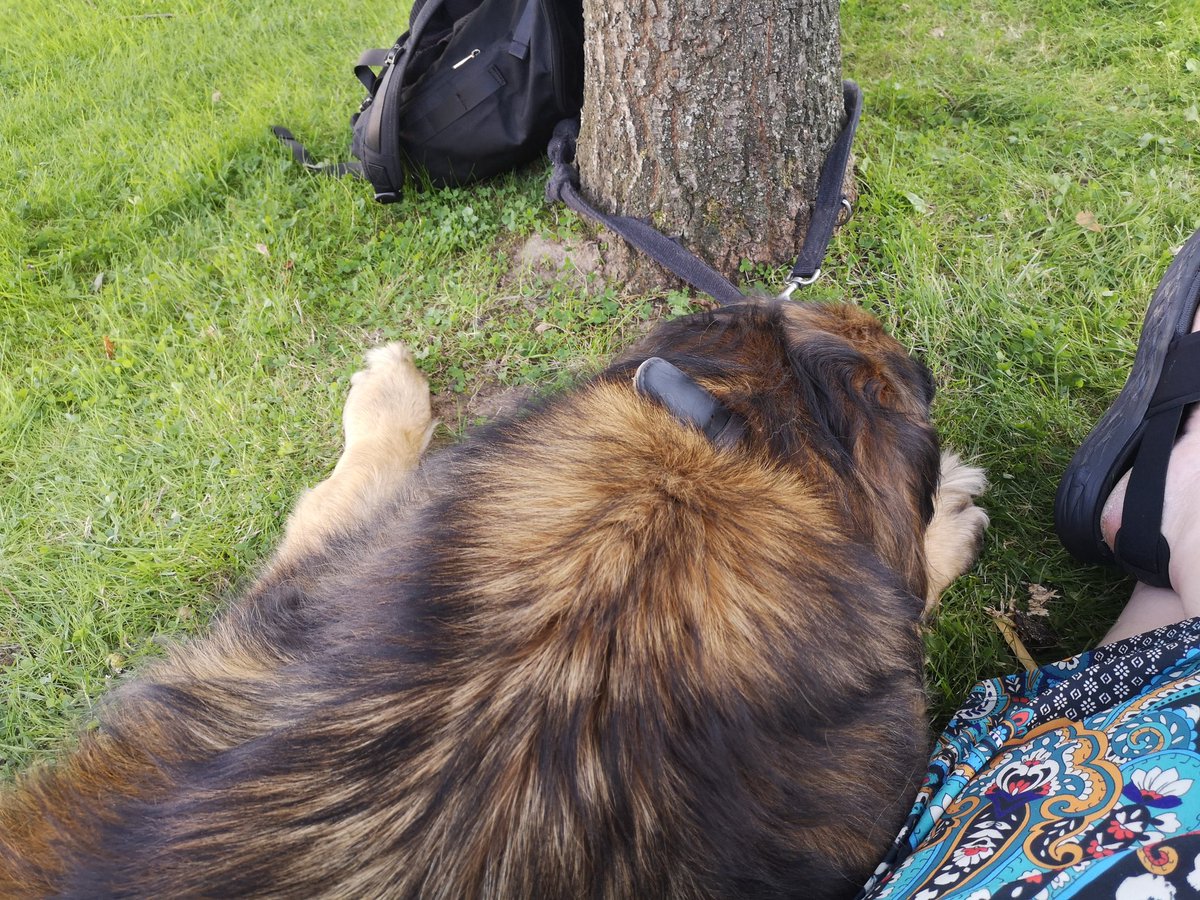 JaneEMCallaghan's tweet photo. Some of our #camhs2019 delegates enjoying the daydream space of Christian Hanser's shepherd hut. I'm outside doing actual daydreaming with the giant bear dog... https://t.co/XyOmEs1H40