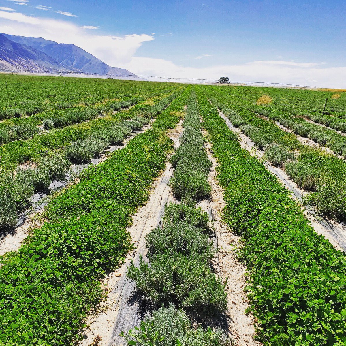 jaredsturner's tweet photo. A row of newly-planted lavender at our #youngliving Mona, Utah lavender farm &amp; distillery. The weed barrier provides weed control &amp; water retention. We plant w/ inter-row cover crops (clover) to provide bio-diversity, nitrogen fixation, weed control, and a healthy biome. https://t.co/R1bv6I1q9q