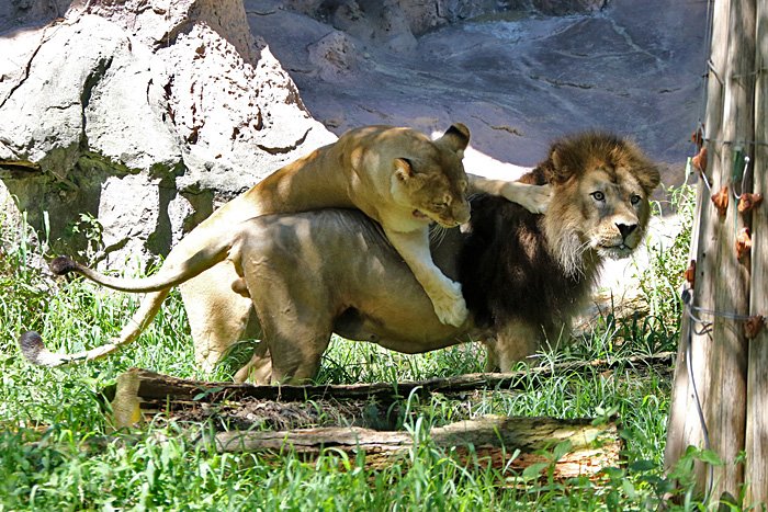 Yoko 今日のツーショット 東山動物園 ライオン サン ルナ