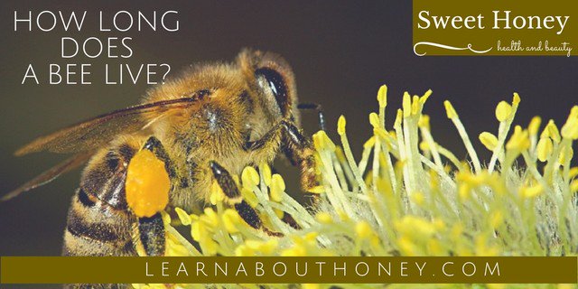 The length of lives of honey bees can vary, depend on their role in hive #bees #lifeofbees #beelife #beekeeping crwd.fr/2pB2Z4L