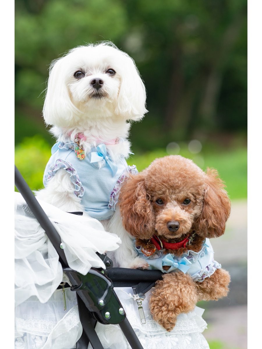 studiofuntas's tweet photo. 雨上がりの服部緑地公園

#プードル #poodle #犬 #残暑 #トイプードル #toypoodle #マルチーズ #maltese #大阪 #箕面 #豊中
#日本の夏 #令和の夏 #もうすぐ秋 #カート #バギー #ベビーカー #レース #StudioFuntas #Funtas #出張撮影 #撮影 #地方遠征 #スタジオ撮影 
https://t.co/peTh9ujZNH… https://t.co/g6DYeVDHUP