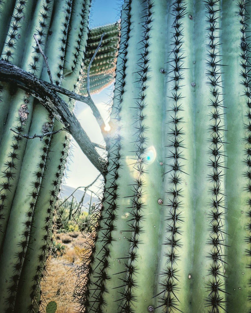 Good morning from #saguaroland! Happy Saturday, #Tucson! Warm and partly cloudy today. #Hiking @SabinoCanyonAZ early this morning chumming with my new favorite #saguaros. #saguarolove #tucsonhiking #sabinocanyon #totallytucson #visittucson #highdesertbeauty