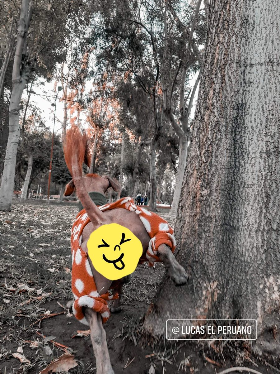 lucaselperuano's tweet photo. No dire lo que sucedio aqui 🙊 solo se que estoy alerta 🤣 por alguna razon 😂🐶🐾💩

#arequipaperu #lucaselperuano #dogs #viringo #perrosinpelodelperu #perroperuano #perrocalato #perroperuanosinpelo #Arequipa #peru https://t.co/4gBPDRojSx
