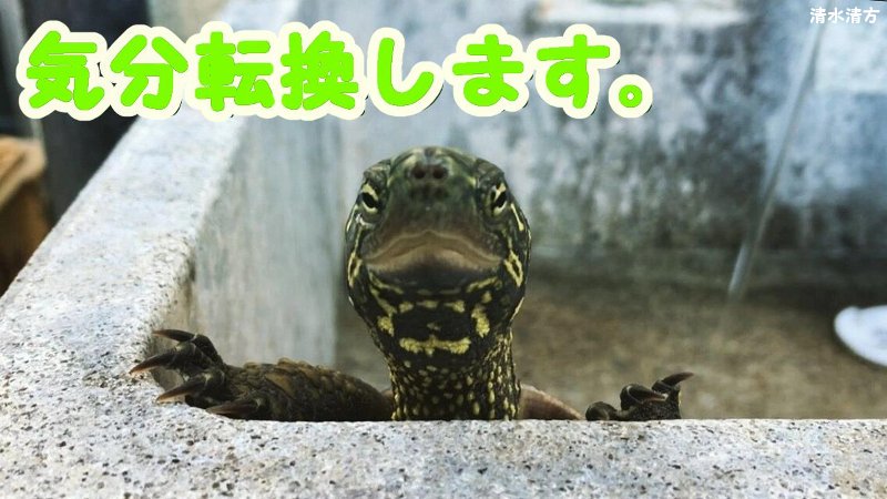 週間 清水 日光浴後に気分転換する亀 是非 ご覧ください T Co Zjydhnntww 亀 クサガメ Turtle