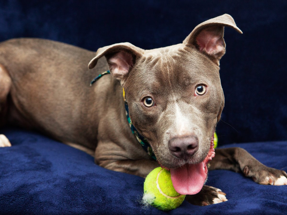 Friends of Lucas County Dogs tweet media