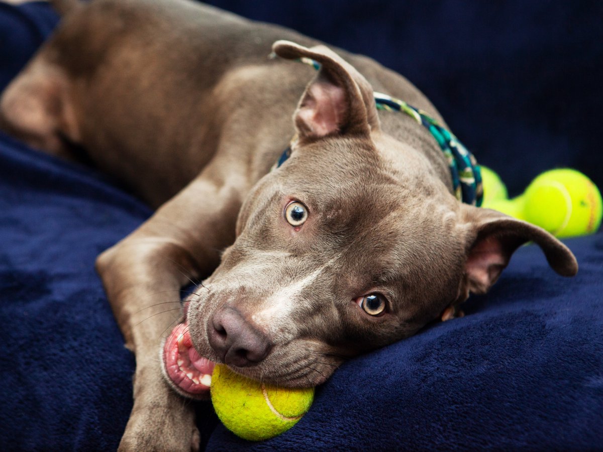 Friends of Lucas County Dogs tweet media
