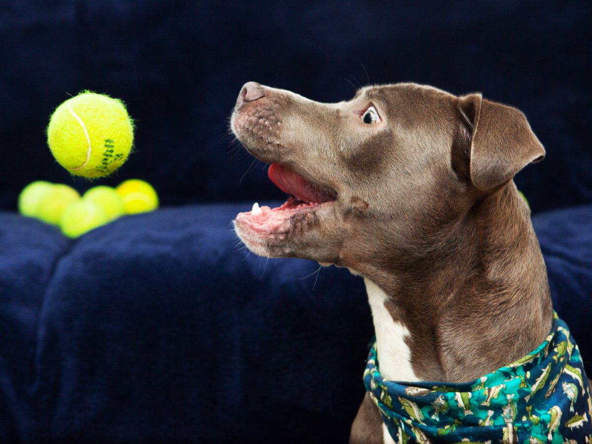 Friends of Lucas County Dogs tweet media