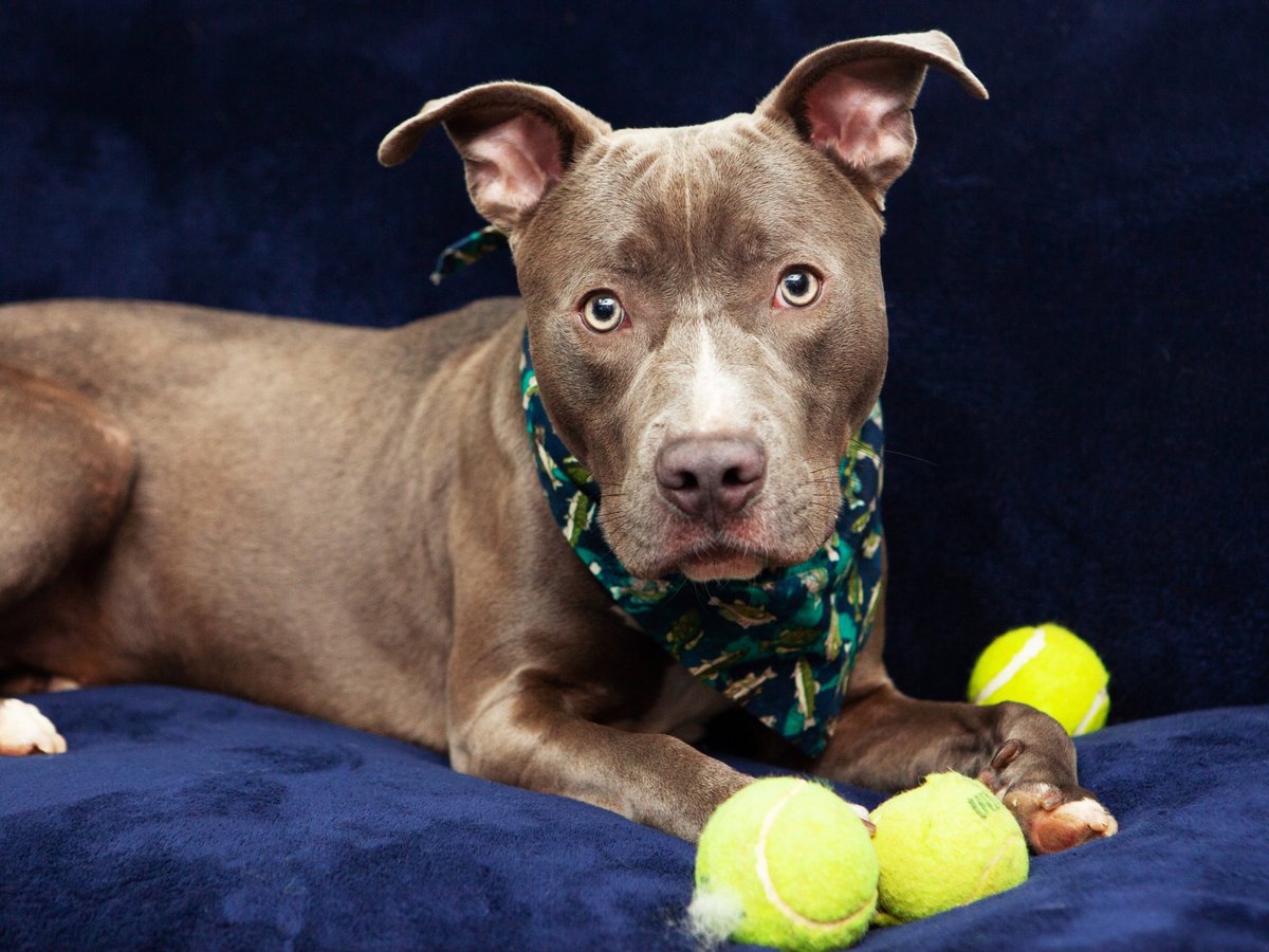 Friends of Lucas County Dogs tweet media