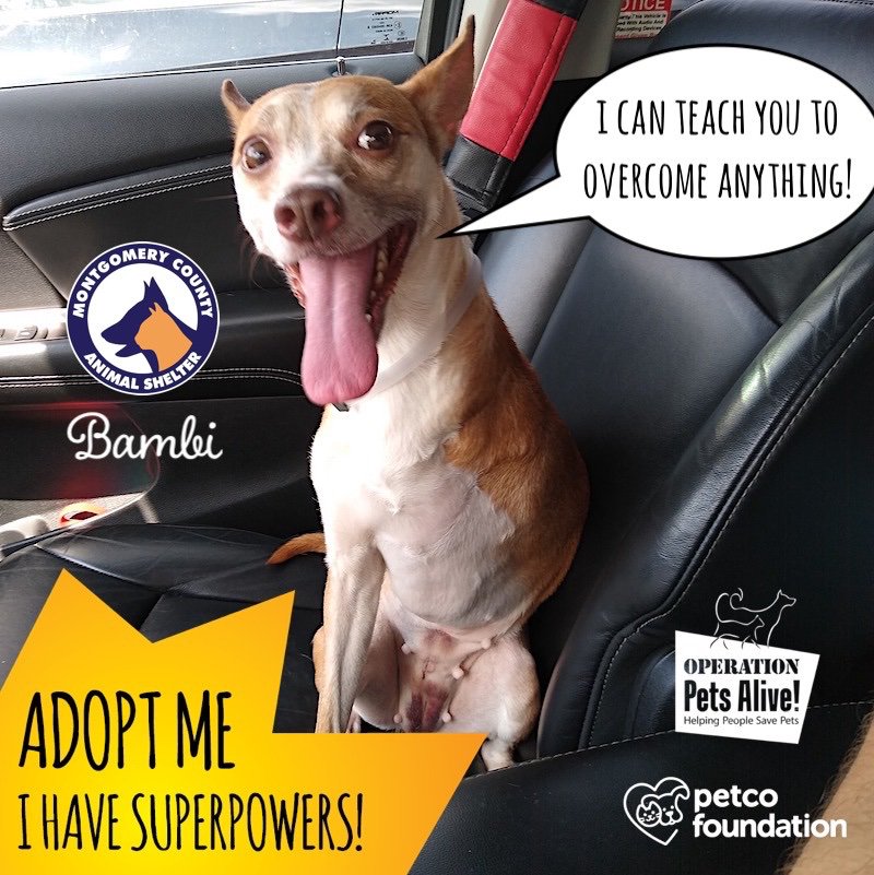⚡️🐶⚡️ “When life gives you lemons ~ make lemonade!!!” 🍋 is @MCASPets pup Bambi’s motto! Her #SuperPower is eternal optimism! She’s a #Tripod, so knows a thing or two about tackling life’s challenges. Come meet Bambi & other adoptable pets at @Petco Kuykendahl today 12-4pm!