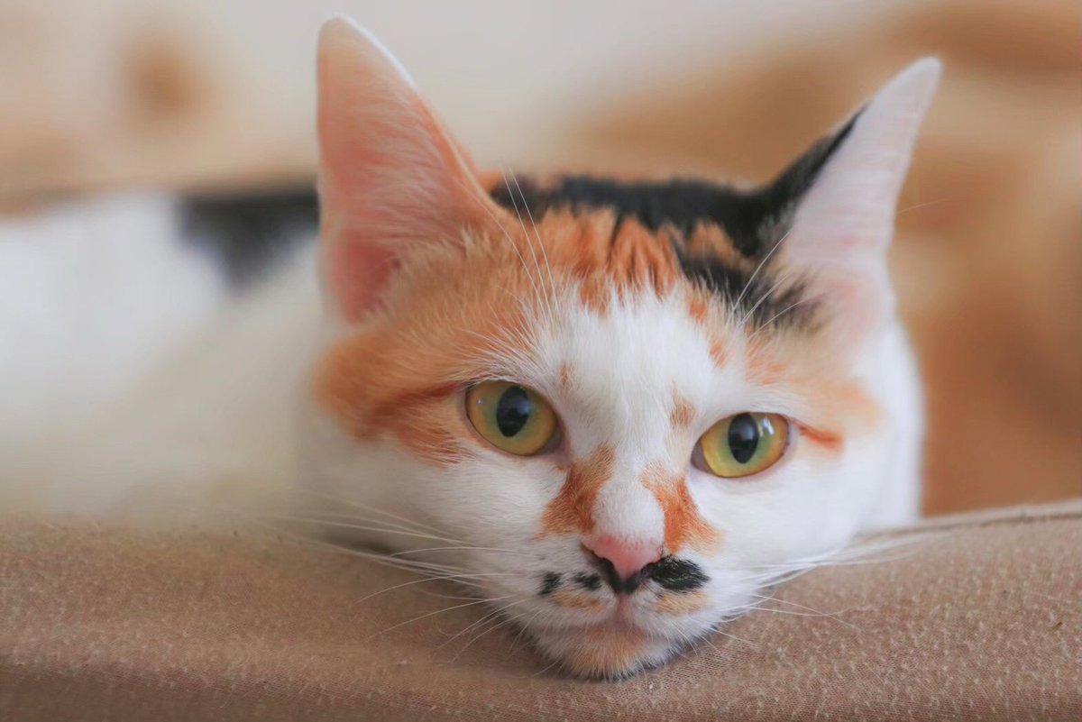 collabockle's tweet photo. 【猫を探しています】8月下旬に網走市下町付近の友人宅から脱走してしまいました。未だに見つかっていないです（涙）
鼻の下にチョビヒゲのような模様がある個性的な顔立ちの「ゆきちゃん（メス 2歳 ）」です。目撃情報ありましたらご連絡ください。よろしくお願いします！ 
#網走  #猫 #拡散希望です https://t.co/JaUK28jbYg