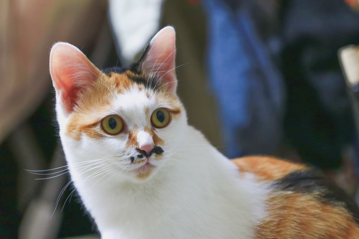 collabockle's tweet photo. 【猫を探しています】8月下旬に網走市下町付近の友人宅から脱走してしまいました。未だに見つかっていないです（涙）
鼻の下にチョビヒゲのような模様がある個性的な顔立ちの「ゆきちゃん（メス 2歳 ）」です。目撃情報ありましたらご連絡ください。よろしくお願いします！ 
#網走  #猫 #拡散希望です https://t.co/JaUK28jbYg