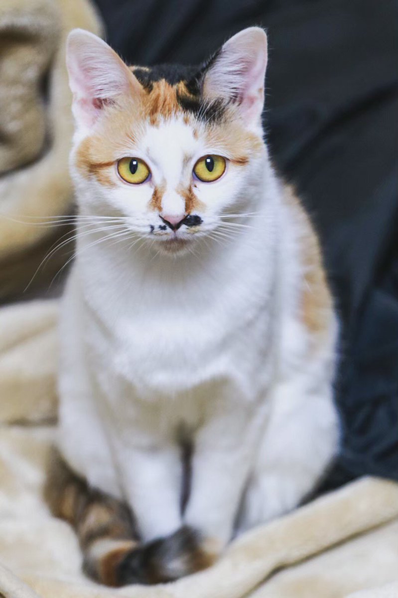 collabockle's tweet photo. 【猫を探しています】8月下旬に網走市下町付近の友人宅から脱走してしまいました。未だに見つかっていないです（涙）
鼻の下にチョビヒゲのような模様がある個性的な顔立ちの「ゆきちゃん（メス 2歳 ）」です。目撃情報ありましたらご連絡ください。よろしくお願いします！ 
#網走  #猫 #拡散希望です https://t.co/JaUK28jbYg