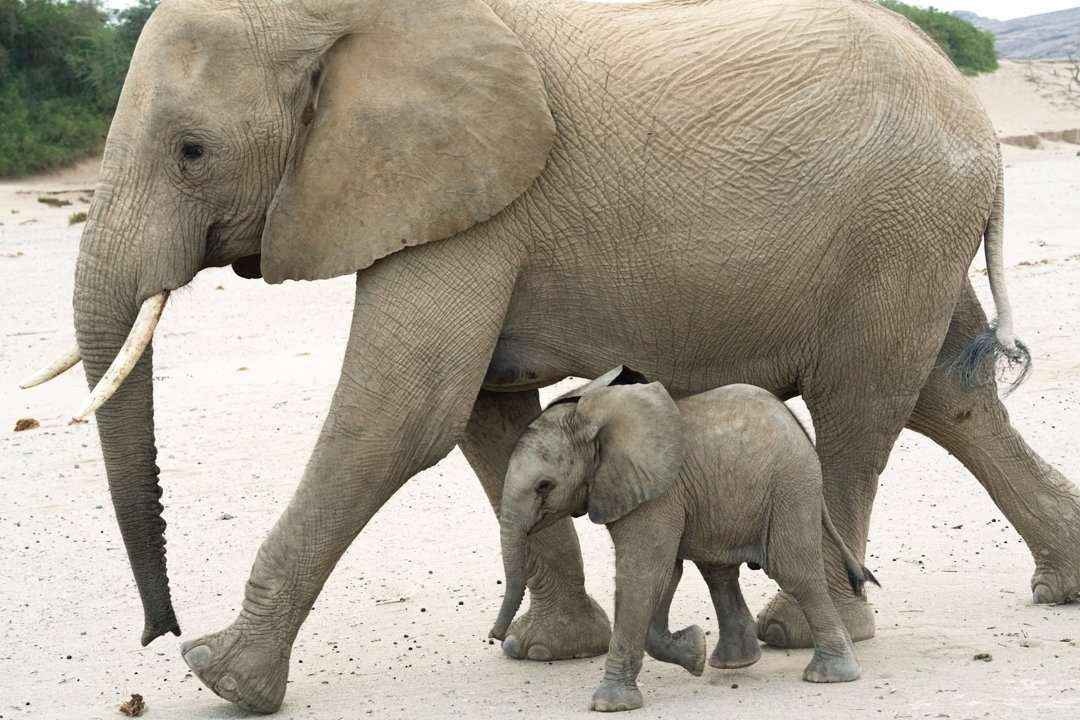 WildTimesSafari's tweet photo. Post to Wild Times Safaris
Duurzaam reizen staat  bij Wild Times centraal. De KLM Werelddeal weken zijn er ook weer!  Wij raden natuurlijk aan je CO2 uitstoot te compenseren. Wij kunnen natuurlijk helpen om er een waanzinnige safari van te maken.   https://t.co/dIzXgGw2xK https://t.co/OvwknCaABv