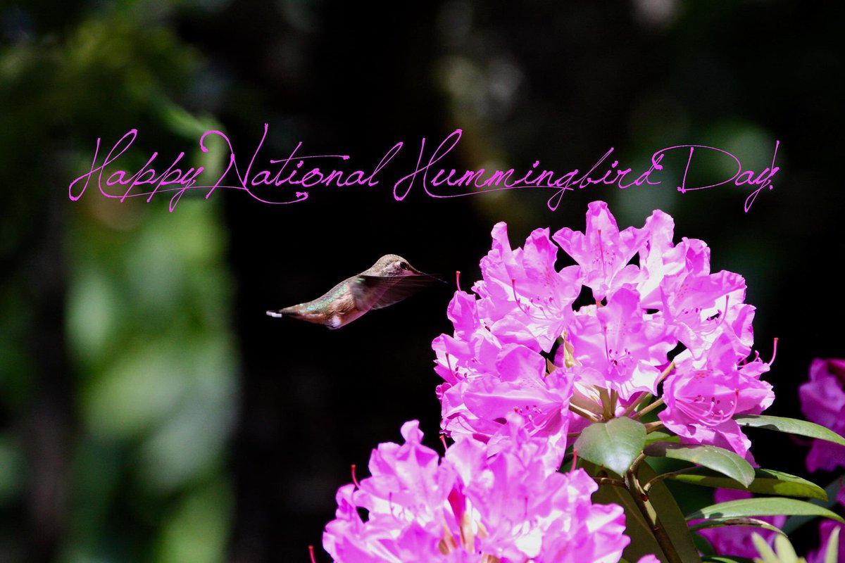 Just can’t get enough of these guys!  
#nationalhummingbirdday