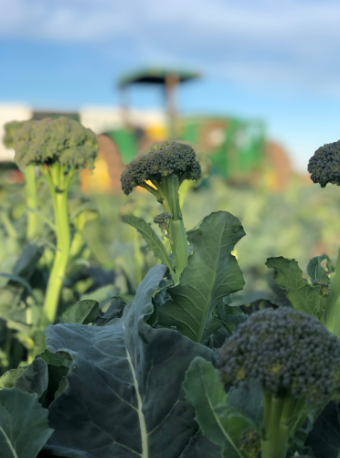 JosiesOrganics's tweet photo. Fun Fact: Sweet baby broccoli is a tender, mild cross between broccoli & Chinese kale. Its long, slender stalks make for an elegant presentation whether at the weeknight family dinner table or your next dinner party.
#josiesorganics #sweetbabybroccoli #organicproduce #healthy https://t.co/HthghyJ9y4