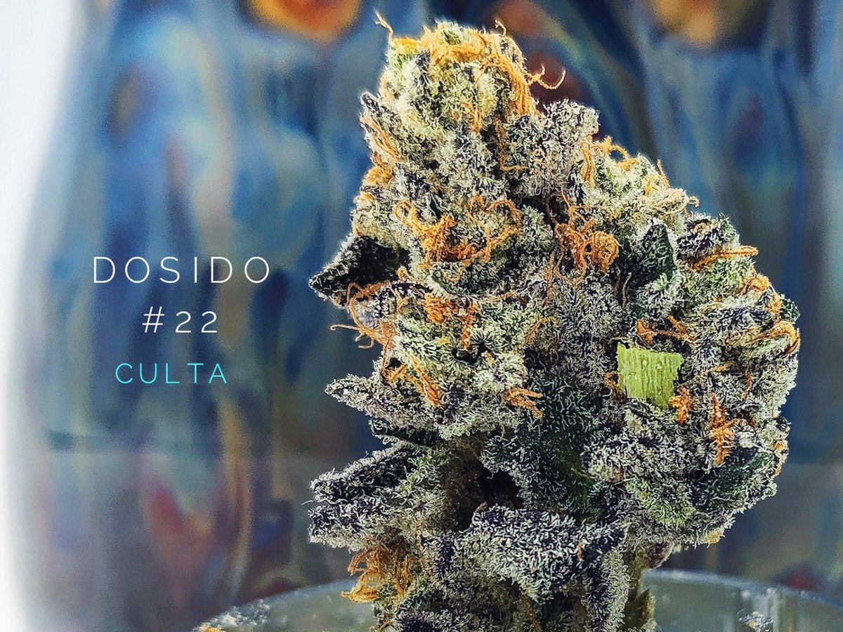 One POWERFUL INDICA - Starring DOSIDO 22 💜🔥🌿💙 Great Evening Medicine - Culta 🌿 Cannabis MD Tests in at 27.8% Total Cannabinoids for QUICK HITTING Pain Relief 😎👌 FREE Cannabis Art Book Downloads @ Our Profile Link 📸