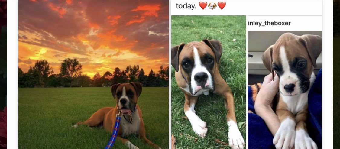 Finley joined our family 2 years ago. 🐶❤️🐶