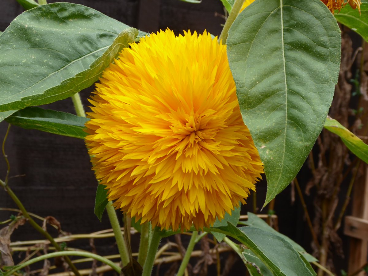 Girlinthe's tweet photo. This sunflower came as a seedling from a stall in the village. It is a tiny bit fancier than I expected. #AllFrills #GardenNotes https://t.co/t0LsKJINxW