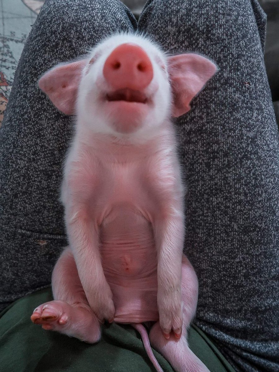 Rescued newborn piglet napping. You're welcome. ❤ Please help us save more animals like little Felix by signing up on our patreon. Patreon - patreon.com/sisurefuge Venmo - @ sisurefuge PayPal - Paypal.me/nc42save #animalsanctuary #animalrescue