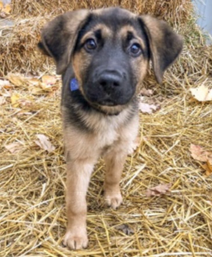 mkm41's tweet photo. I just took a DNA test, turns out I’m 100% that pup who’s...

26.5% Lab
15.2% German Shepherd
13.3% Rottweiler
11.2% Chow Chow
10.2% Golden Retriever
8.4% Australian Cattle Dog
5.2% American Staffordshire Terrier

#adoptdontshop #BFDR https://t.co/wDNLsTABip