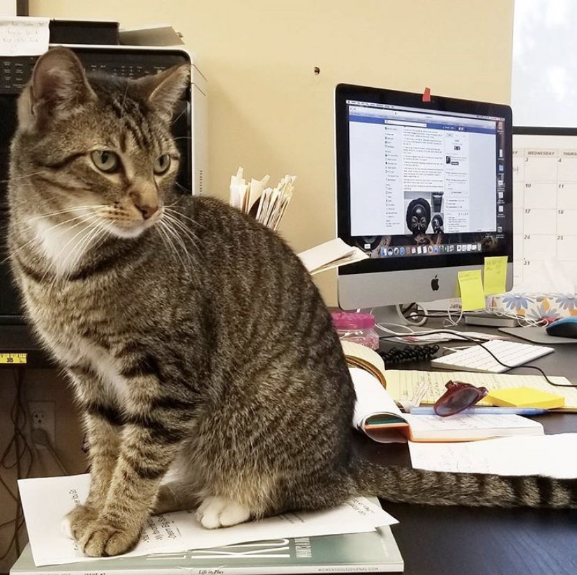 BolderChoice's tweet photo. Happy #Caturday from our CEO (Cat Executive Officer) Mr. Geebs: You aren't allowed to do any more work today. Pay me some attention, right meow human! 😾😹
#SparkleSkirts #SSHQ https://t.co/Q7x5NwjisZ