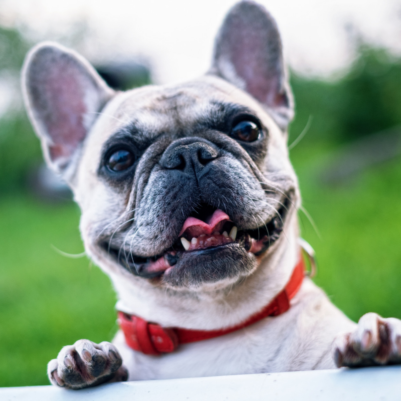 Bring your furry family members for Toby's Pet Parade today in Golden!