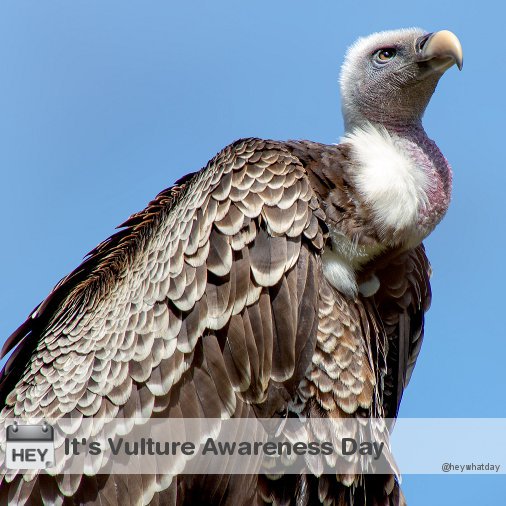 It's International Vulture Awareness Day! 
#InternationalVultureAwarenessDay #VultureDay #VultureAwarenessDay #IVAD #IVAD2019 #InternationalVultureDay