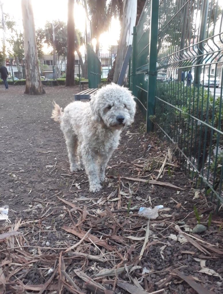 ColVilladCortes's tweet photo. Perrito tipo french #encontrado 5/09/19 en la zona de perros 🐕 del parque Iztaccihuatl (Javier Sorondo) .
📍Está resguardado en “Villa de Canes”.  Apóyanos compartiendo para que pronto regrese con su familia. @CIztaccihuatl @Col_NativitasDF https://t.co/qxfPIKy8F3