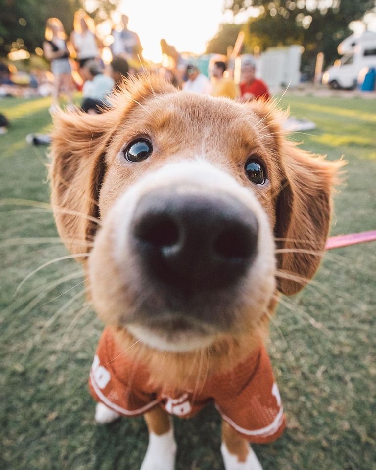 Nala, the 6mo old Toller. Wants to remind you that today you’d better hook ‘em, or she’ll find you... 👀 #hookem