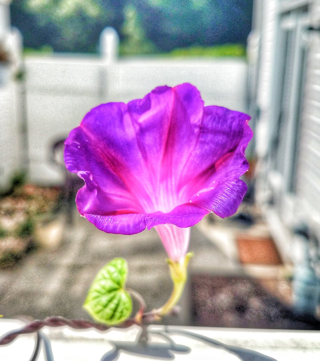 be_motivated_sc's tweet photo. Life has its ways of being alittle crazy......in those moments......Open your eyes......cause the universe always provides something beautiful to see.......
#shooter #shootersshoot #nature #garden #beauty #itscalledart #artislife #sharingiscaring #yourrelease #bemotivated https://t.co/YrqRDVLAxb