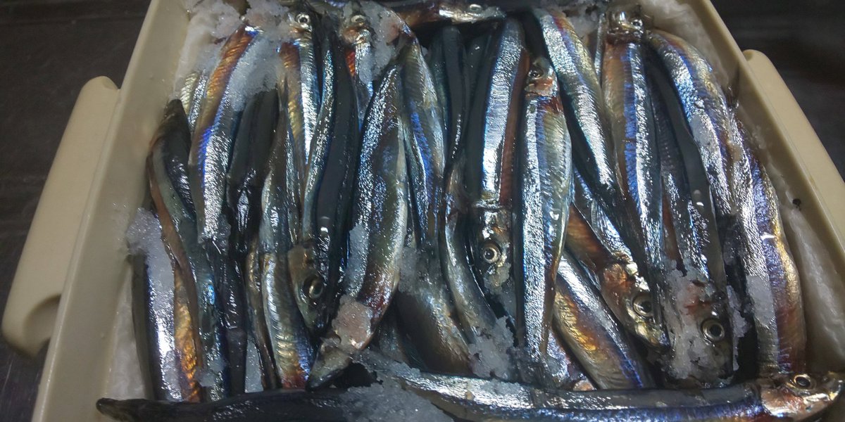ううばんぎゃあ Sur Twitter キビナゴ お江戸生まれの私は 九州へ来てから出会った魚 塩漬けにして冷蔵庫でひと晩置き 程良く水気が抜けた これを小分けして冷凍保存 スーパーで1パック100円が2割引 2 160円 安いもんです 実は釣り餌にする為に購入 何 ううばんぎゃあ Sur Twitter キビナゴ お江戸生まれの私は 九州へ来てから出会った魚 塩漬けにして冷蔵庫でひと晩置き 程良く水気が抜けた これを小分けして冷凍保存 スーパーで1パック100円が2割引 2 160円 安いもんです 実は釣り餌にする為に購入 何